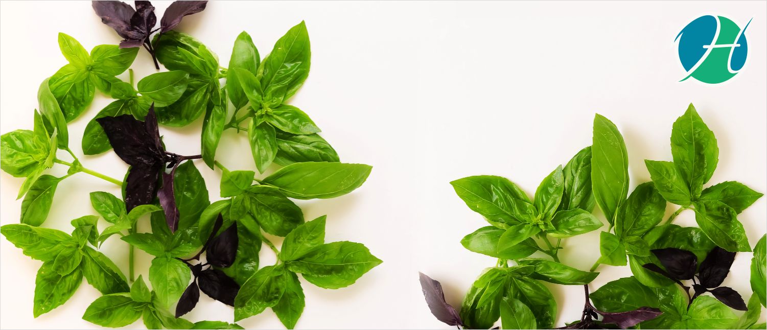 What are Health Benefits of Basil? | HealthSoul