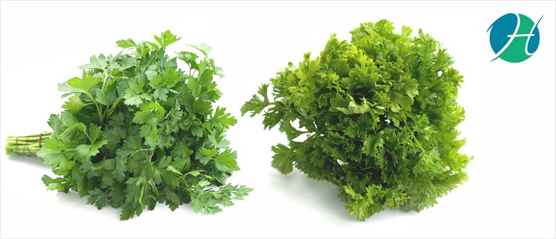 Benefits of Parsley | HealthSoul