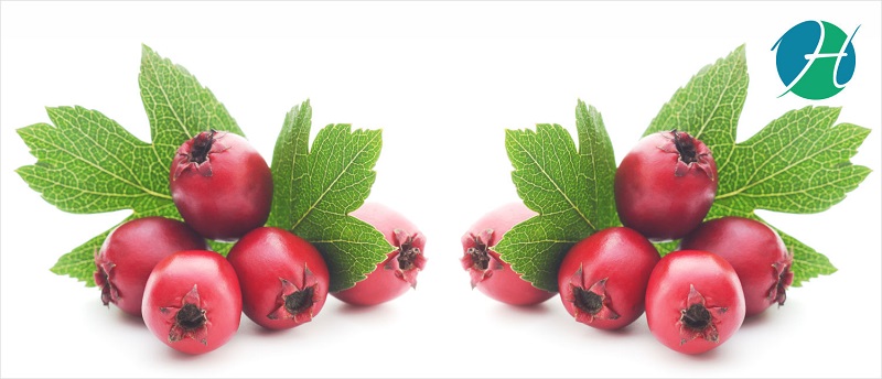 Hawthorn Berry Benefits | HealthSoul