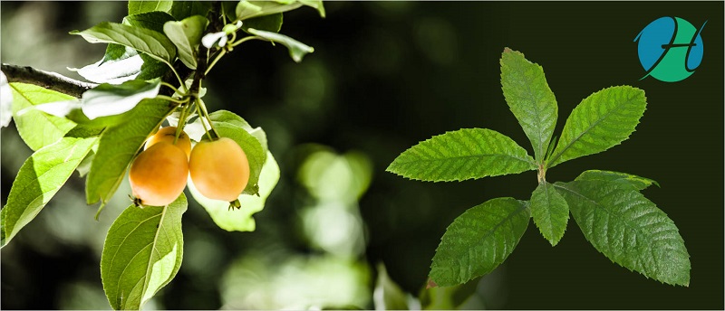 Loquat leaf health benefits | HealthSoul