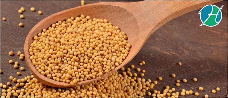 Mustard Seed Benefits | HealthSoul