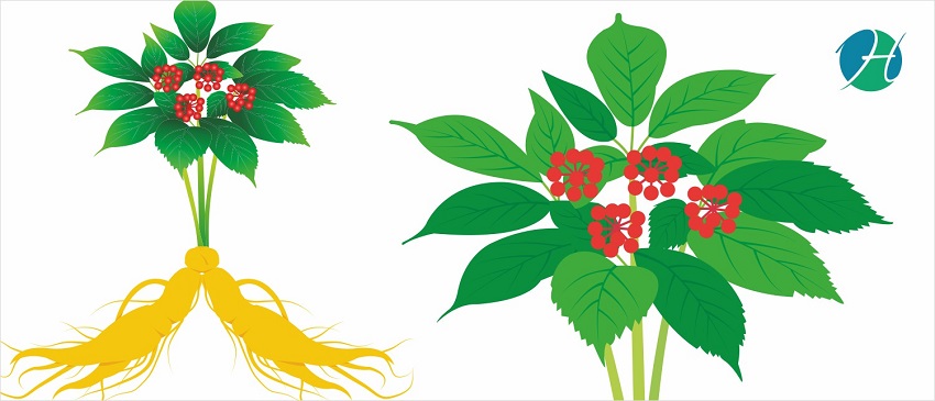 Health Benefits of American Ginseng | HealthSoul