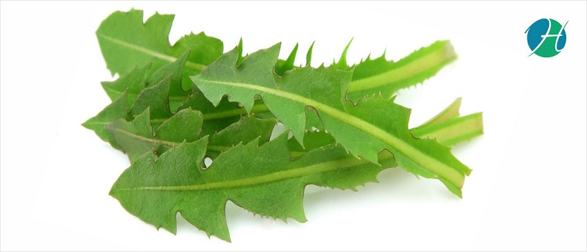 Health Benefits of Dandelion leaf | HealthSoul