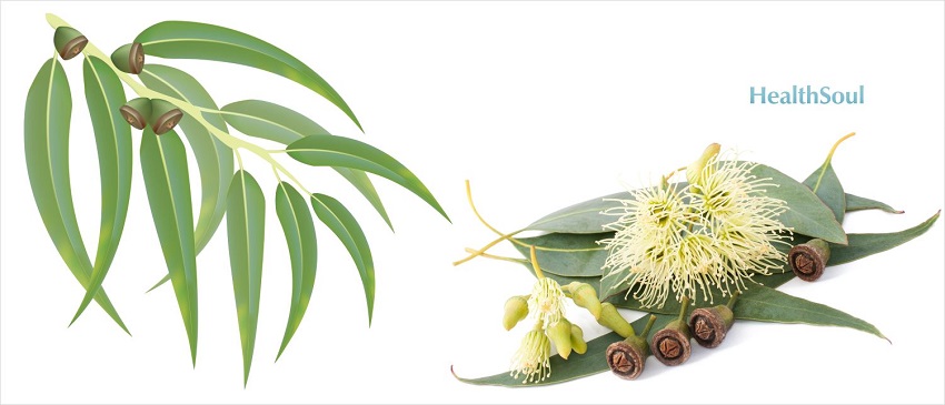 Health Benefits of Eucalyptus | HealthSoul