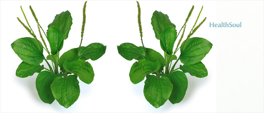 Health Benefits of Plantain Leaf | HealthSoul