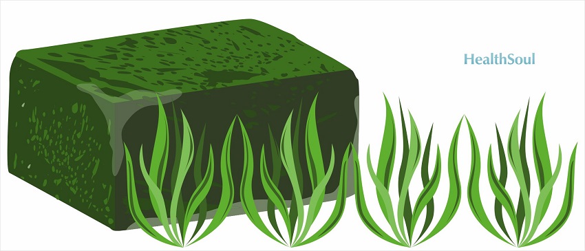 Blue Green algae benefits | Benefits