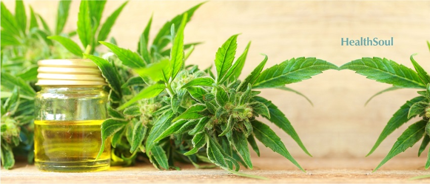 5 Things about CBD You Should Know | HealthSoul