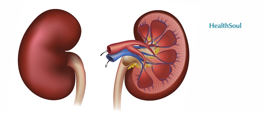 How To Take Good Care of Your Kidneys | HealthSoul