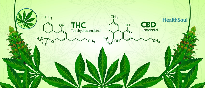 THC and CBD: One Plant, Two Chemicals | HealthSoul