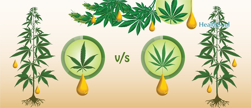Hemp Seed Oil Vs. CBD Oil: What You Need To Know | HealthSoul