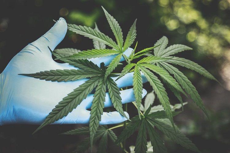 The Pros and Cons of Cannabis for Cancer Patients | HealthSoul