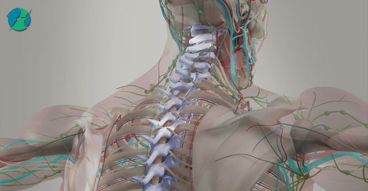 Anatomy of the Spine | HealthSoul